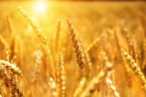 Grano arso