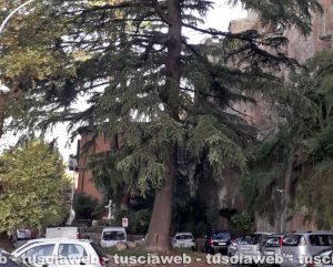 Orte - Il cedro al parcheggio di via Matteotti