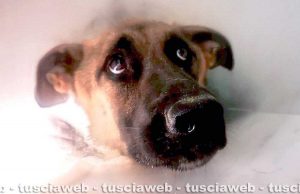 Viterbo - Spes, il pastore tedesco trovato in una fogna con le zampe legate, al canile