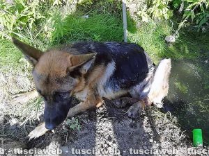 Viterbo - Spes, il pastore tedesco trovato in una fogna con le zampe legate