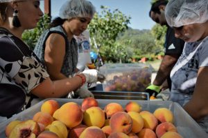 Nepi - Il progetto Cr.e.d.i.ci, per l'avvio al lavoro di ragazzi disabili
