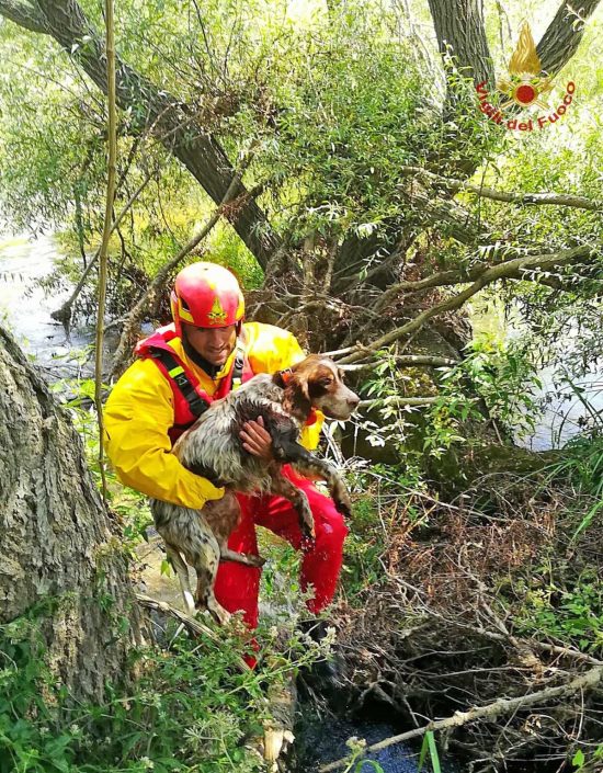 Cane salvato dai vigili del fuoco - Immagine di repertorio