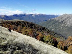 La faggeta vetusta della Valle Cervara