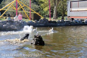 Viterbo - Un cane si tuffa nel laghetto di pratogiardino Lucio Battisti