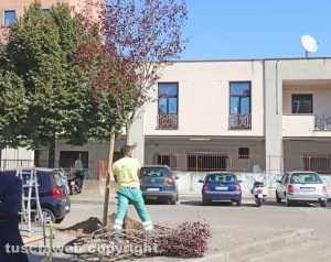 Viterbo - Gli alberi piantati in largo Deledda