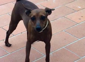 Il pinscher toy Mia