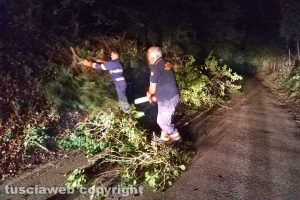 Montefiascone - Albero di tre metri cade sulla carreggiata