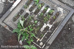 Viterbo - Un tombino otturato in viale Trieste