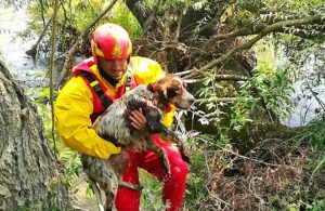 Cane salvato dai vigili del fuoco - Immagine di repertorio