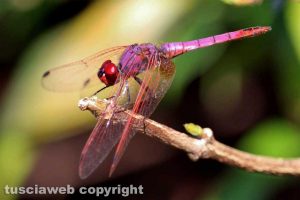 Capodimonte - Una libellula - Foto di Alina Briciu