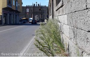 Viterbo - Erbacce a via Santa Maria in Gradi