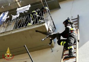 Montevarchi - Vigili del fuoco salvano il cane