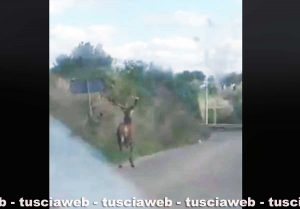 Cellere - Un cervo a passeggio per le strade