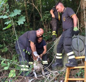 Il cane recuperato dai vigili del fuoco