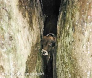 Il vitellino salvato dai vigili del fuoco