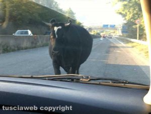 Roma - Una mucca sulla Cassia