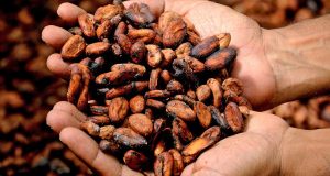 Fave di cacao