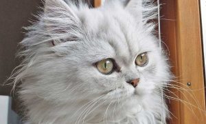 Gatto persiano
