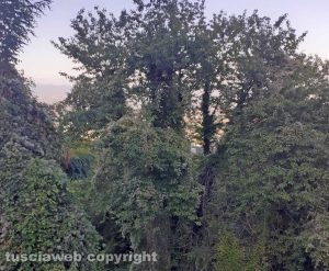 La faggeta a Soriano nel Cimino