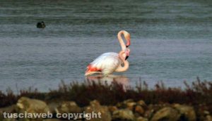 Tarquinia - I fenicotteri rosa alle saline