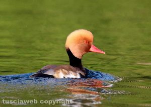 Capodimonte - Le bellezze della natura al lago di Bolsena