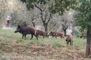 Una famiglia di cinghiali - Immagine di repertoriodi cinghiali