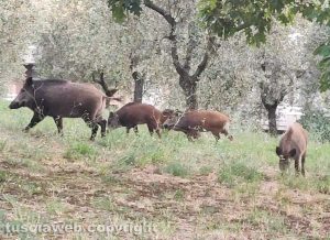 Viterbo - Famiglia di cinghiali in via Monte Cervino
