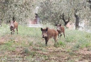 Famiglia di cinghiali - Foto di repertorio
