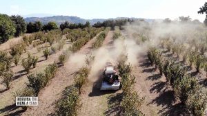 L'inchiesta di Rai 3 sulla monocoltura di nocciolo della Tuscia