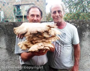 Vetralla - Fungo ferlengo trovato da Andrea Ubertini