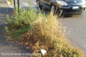 Viterbo - Erbacce lungo viale Raniero Capocci