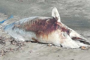 Delfino morto sulla spiaggia di Tarquinia