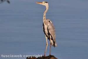 Airone cenerino sulle rive del lago di Bolsena
