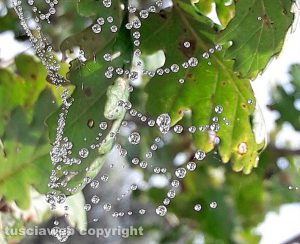 Viterbo - Le magie di una ragnatela - Foto di Assunta Ricci