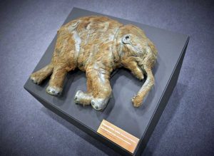 La mostra “Era Glaciale”