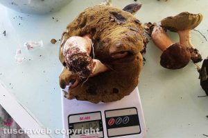 Nepi - Il porcino da 1 chilo e 102 grammi