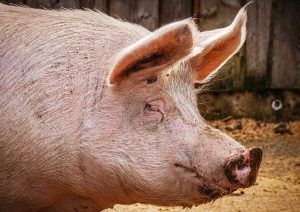 Scrofa