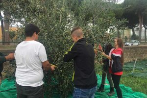 Tarquinia - Gli studenti di agraria raccolgono le olive del Cardarelli