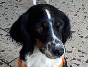 Luna, la cagnolina smarrita