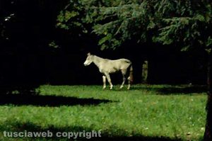 Cavallo riportato al parco Bicchi di Grotte Santo Stefano