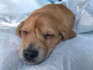 Stati Uniti - Narwhal, il cane "unicorno" con una coda nella fronte