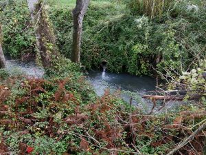 Marta - Lo sversamento di liquami nel lago di Bolsena