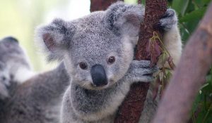 Koala