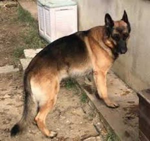 Il pastore tedesco Rocky