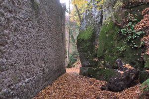 Viterbo - Un sentiero nel bosco