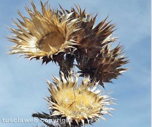 Cardi selvatici - Foto di Assunta Ricci