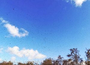 Oriolo Romano - Stormo di uccelli in volo - Foto di Riccardo Lupattelli