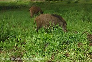 Viterbo - Cinghiali nei pressi della rotatoria di via Genova