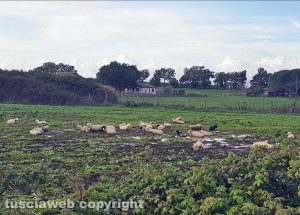Nepi - Pecore in difficoltà in località Piane Trosce
