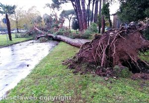 Albero abbattuto dal maltempo - Foto di repertorio